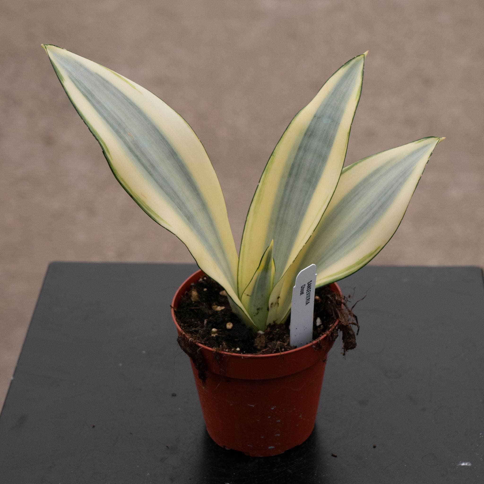 sansevieria ghost Sansevieria trifasciata 'Ghost'
