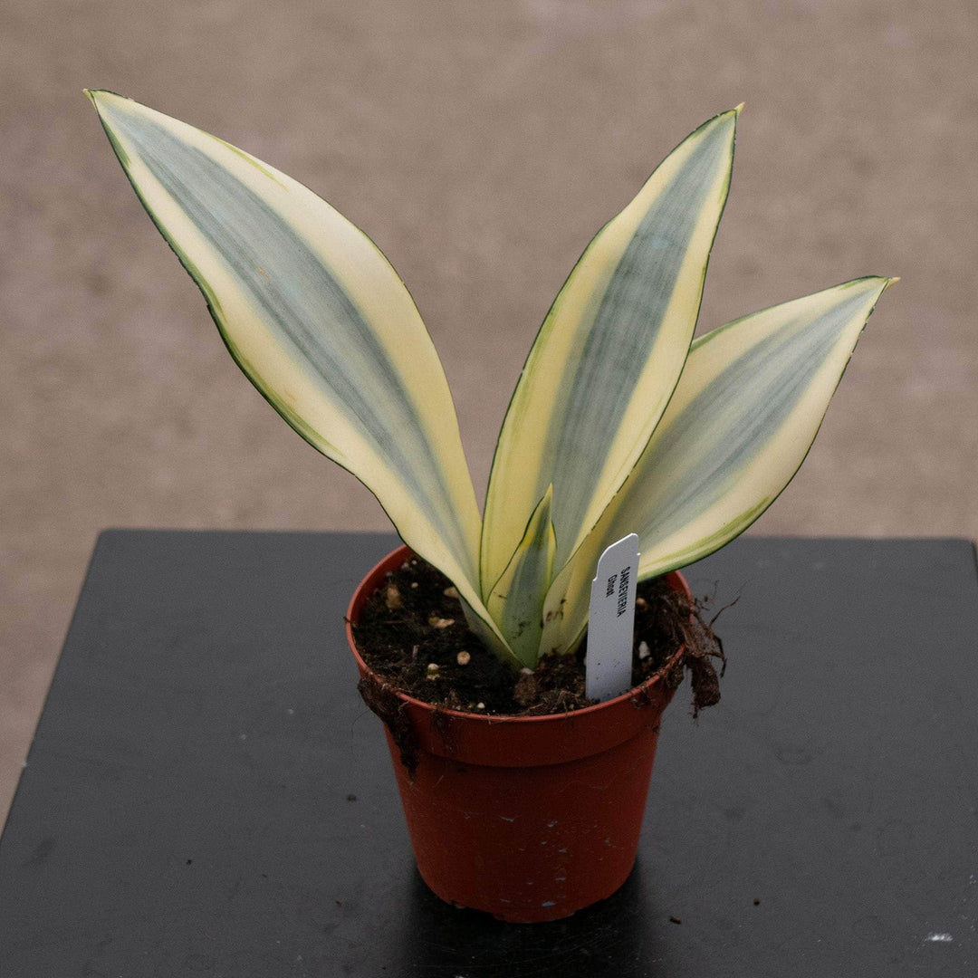 plant that looks like snake Sansevieria trifasciata 'Ghost'