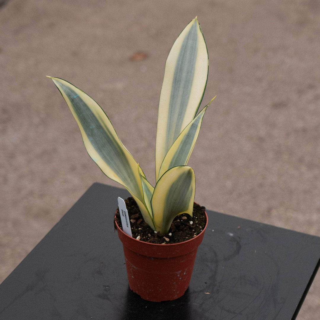 Gabriella Plants Sansevieria 4" Sansevieria trifasciata 'Ghost'