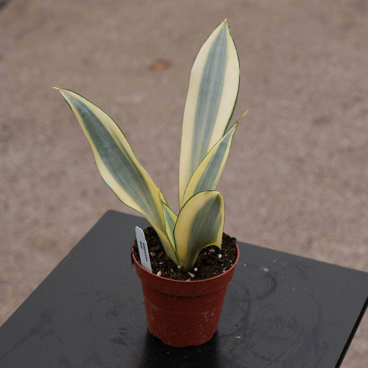 Gabriella Plants Sansevieria 4" Sansevieria trifasciata 'Ghost'