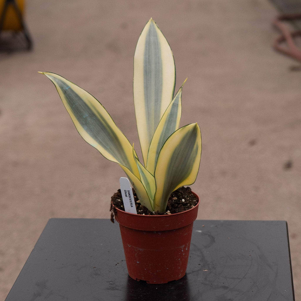 Gabriella Plants Sansevieria 4" Sansevieria trifasciata 'Ghost'