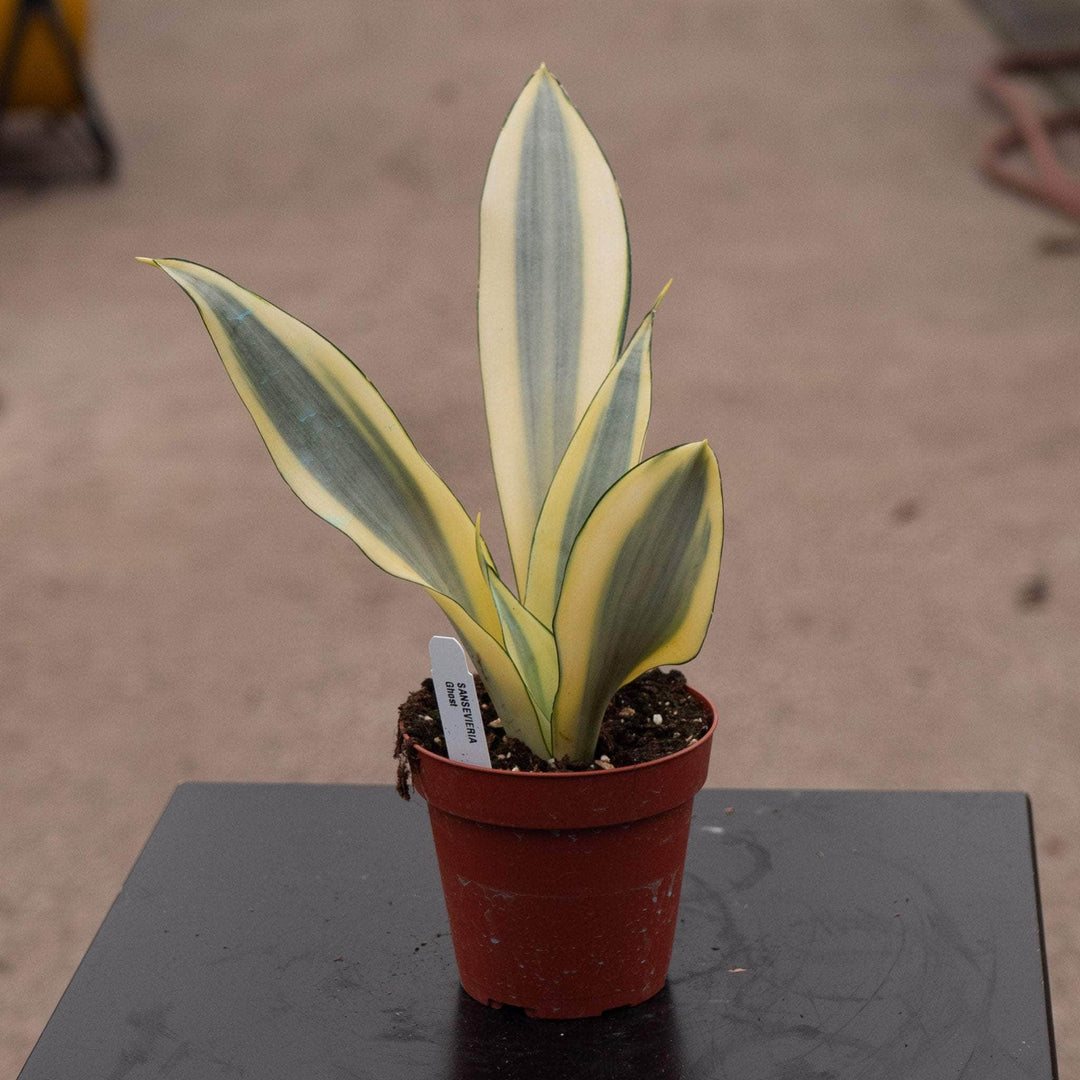 Gabriella Plants Sansevieria 4" Sansevieria trifasciata 'Ghost'