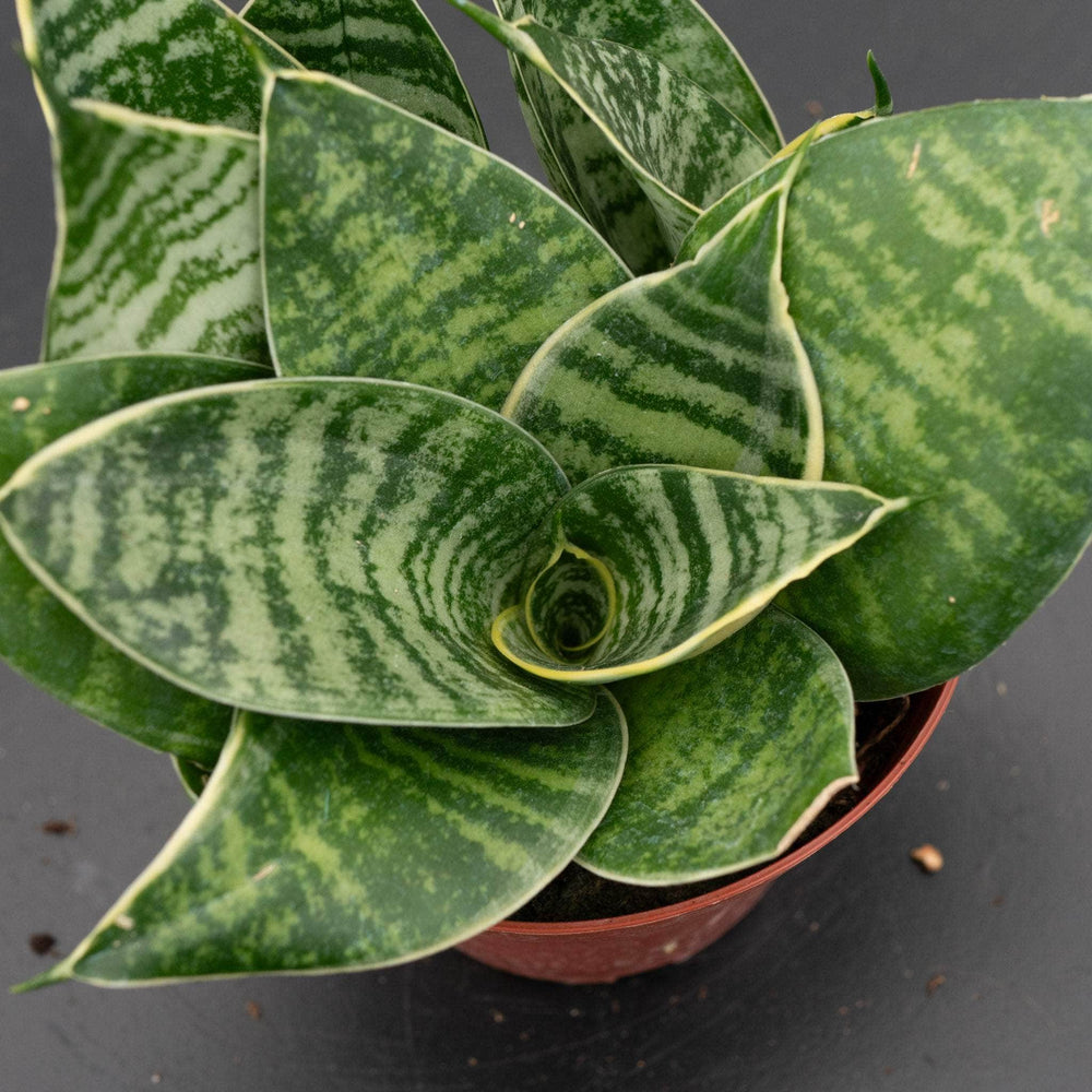 sansevieria golden edge hahnii Sansevieria trifasciata 'Gilt Edge Hahnii'