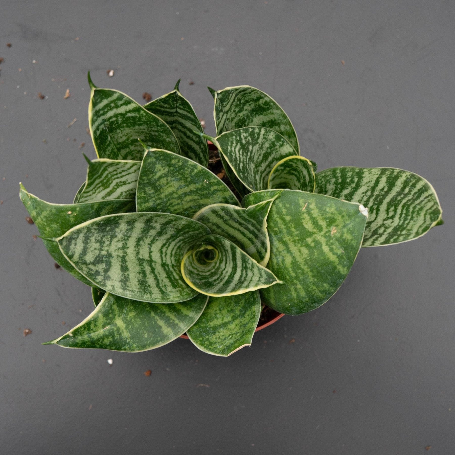sansevieria trifasciata hahnii marginated Sansevieria trifasciata 'Gilt Edge Hahnii'