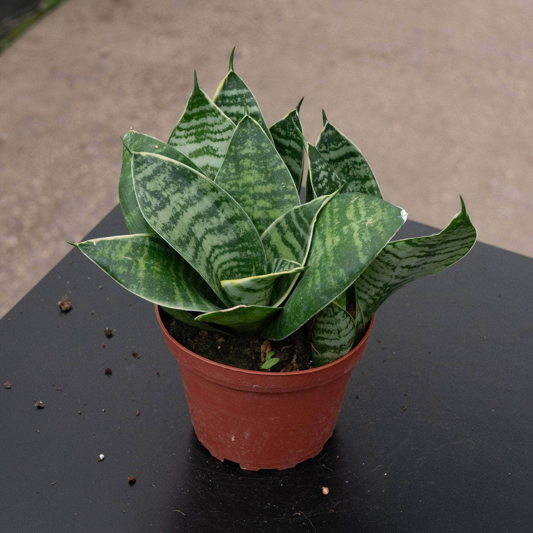sansevieria parva gilt edge Sansevieria trifasciata 'Gilt Edge Hahnii'