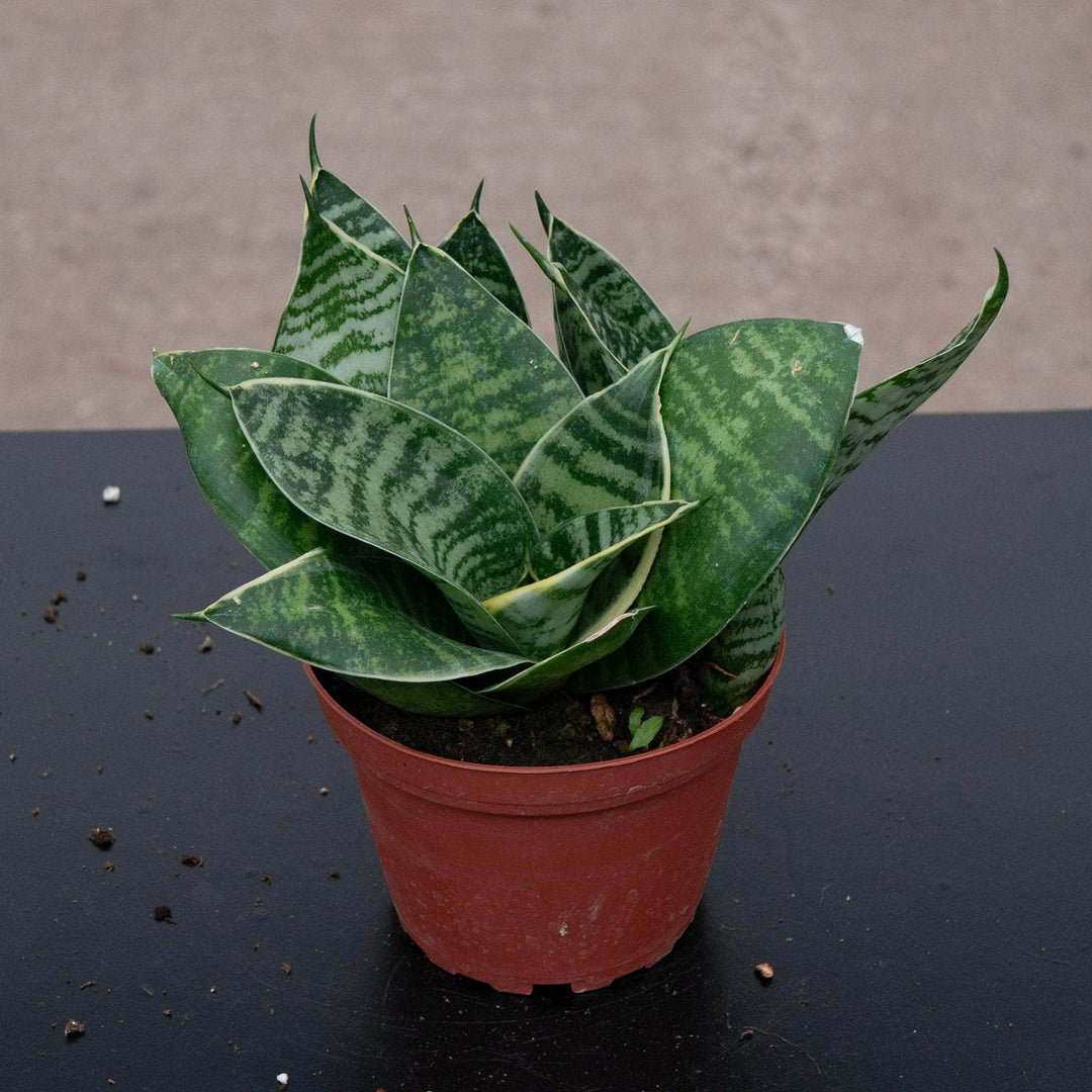 sansevieria gatos Sansevieria trifasciata 'Gilt Edge Hahnii'