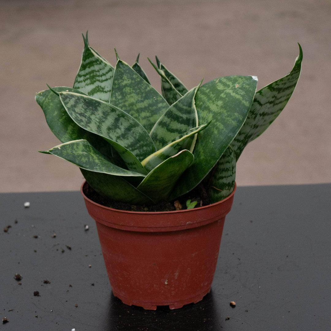 sansevieria red edge Sansevieria trifasciata 'Gilt Edge Hahnii'