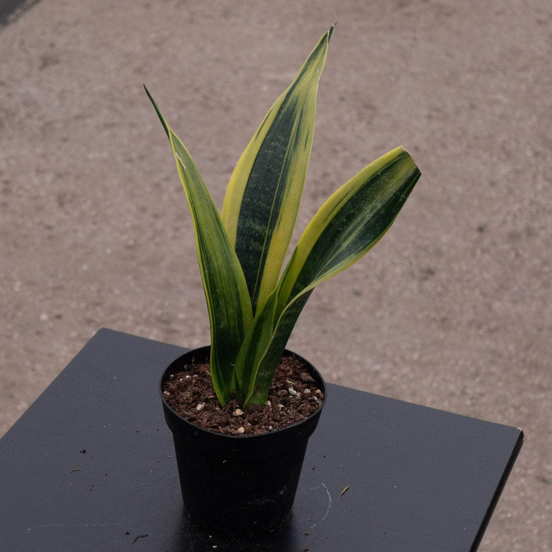 sansevieria trifasciata price Sansevieria trifasciata 'Golden Flame'