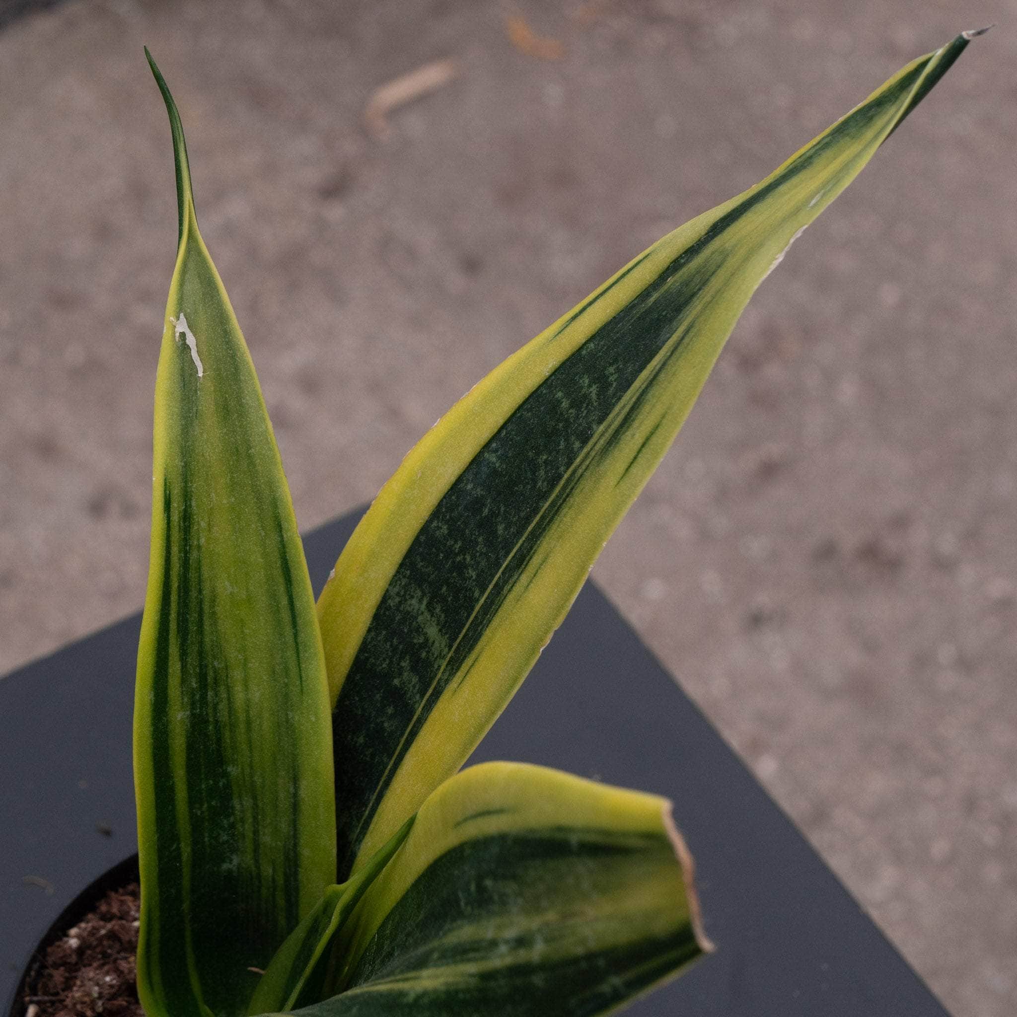 Sansevieria trifasciata 'Golden Flame' - Gabriella Plants