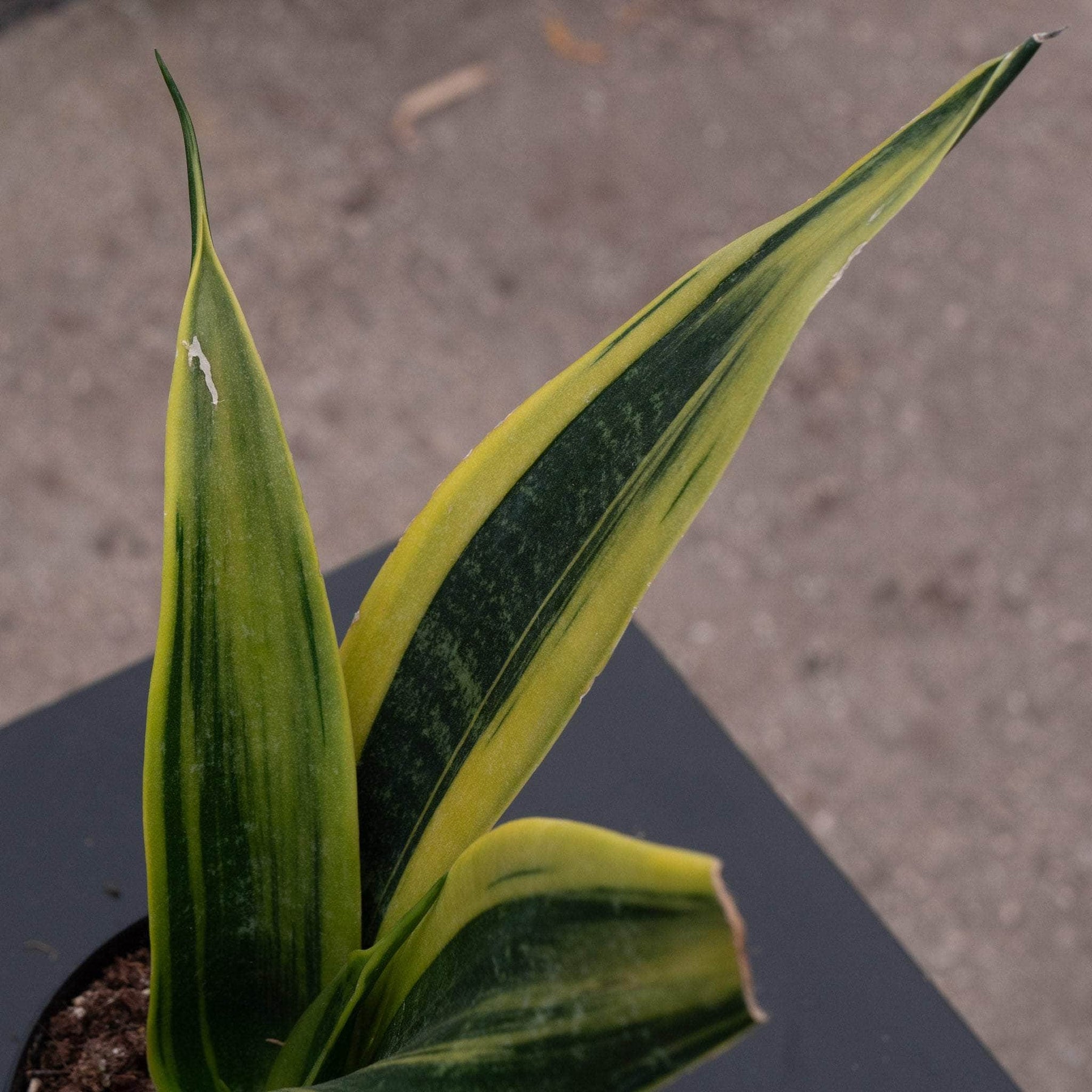 sansevieria siam gold Sansevieria trifasciata 'Golden Flame'