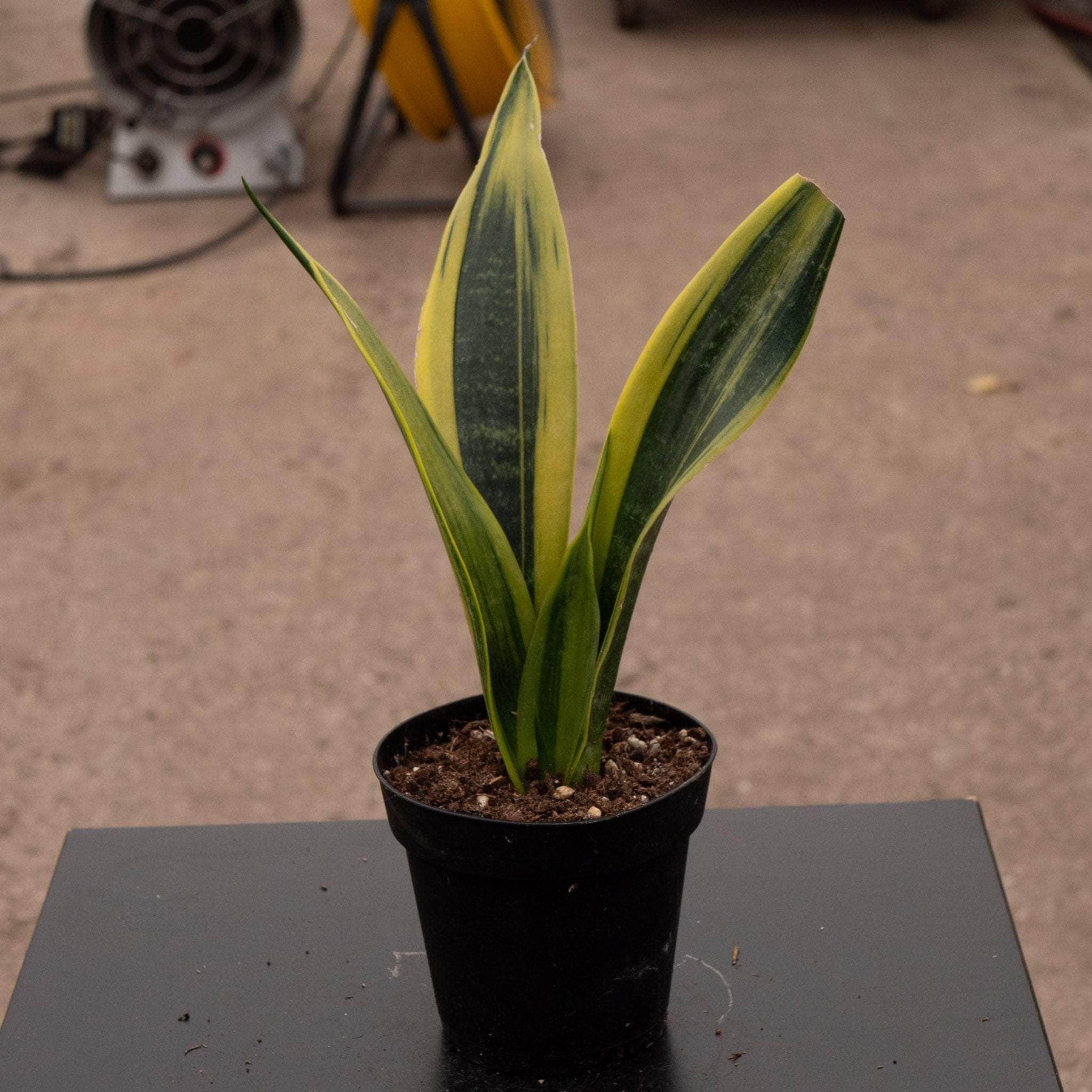 snake plant golden flame Sansevieria trifasciata 'Golden Flame'