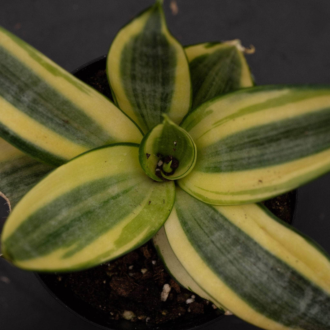 Gabriella Plants Sansevieria 4 Sansevieria trifasciata 'Golden Hahnii'