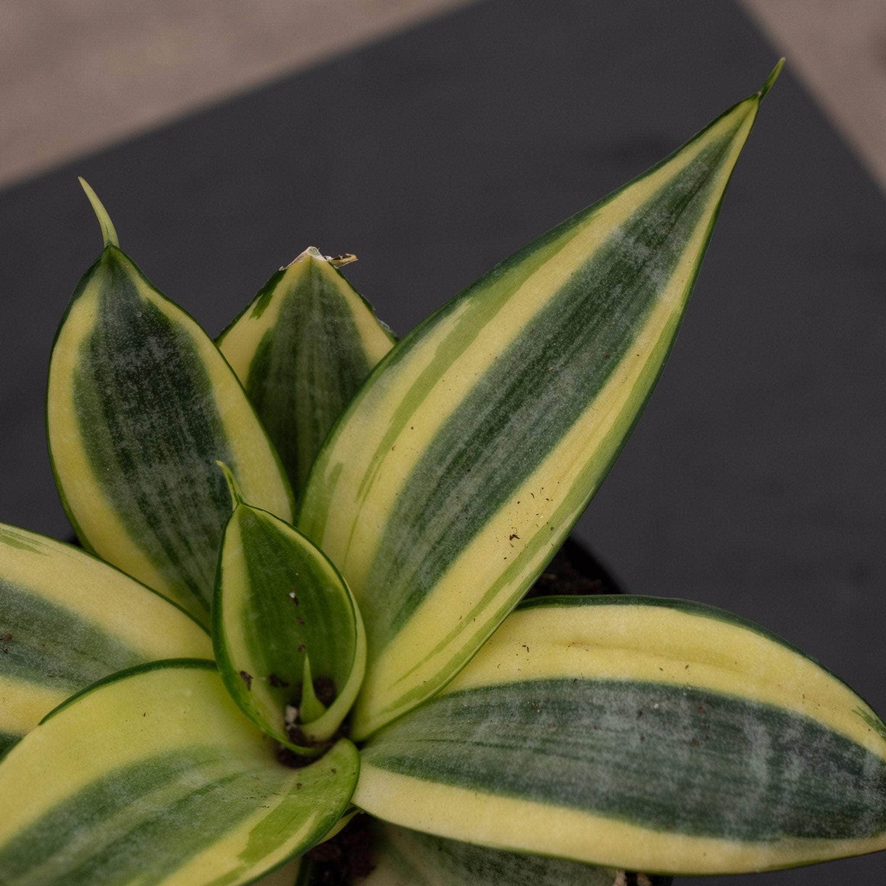 sansevieria trifasciata golden hahnii snake plant Sansevieria trifasciata 'Golden Hahnii'