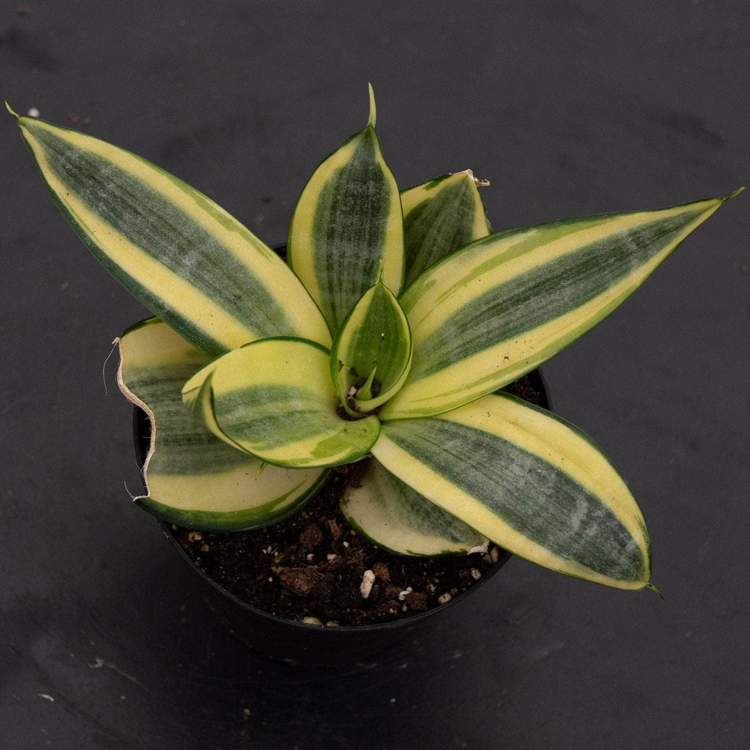 golden hahnii snake plant Sansevieria trifasciata 'Golden Hahnii'