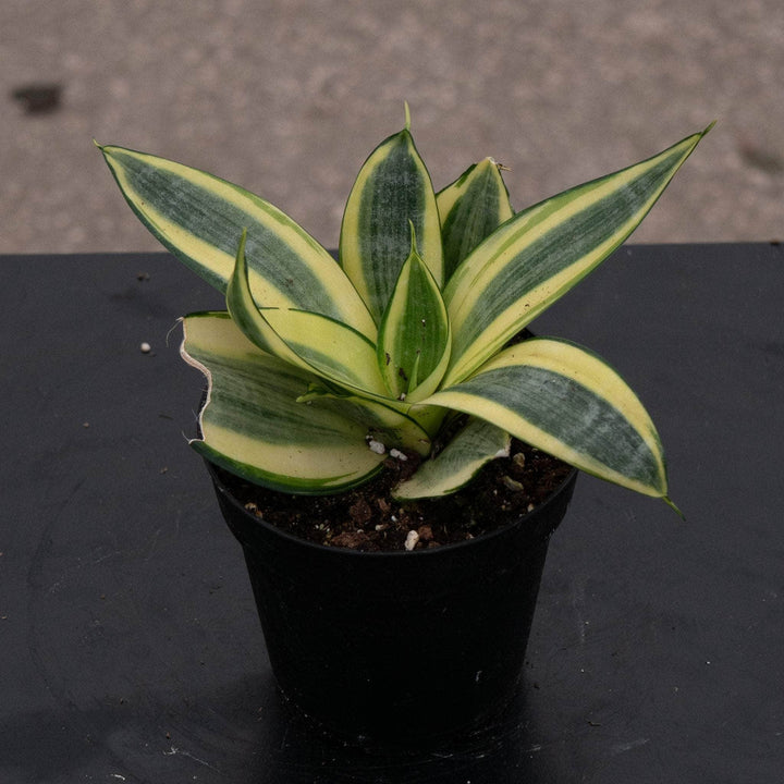 Gabriella Plants Sansevieria 4 Sansevieria trifasciata 'Golden Hahnii'