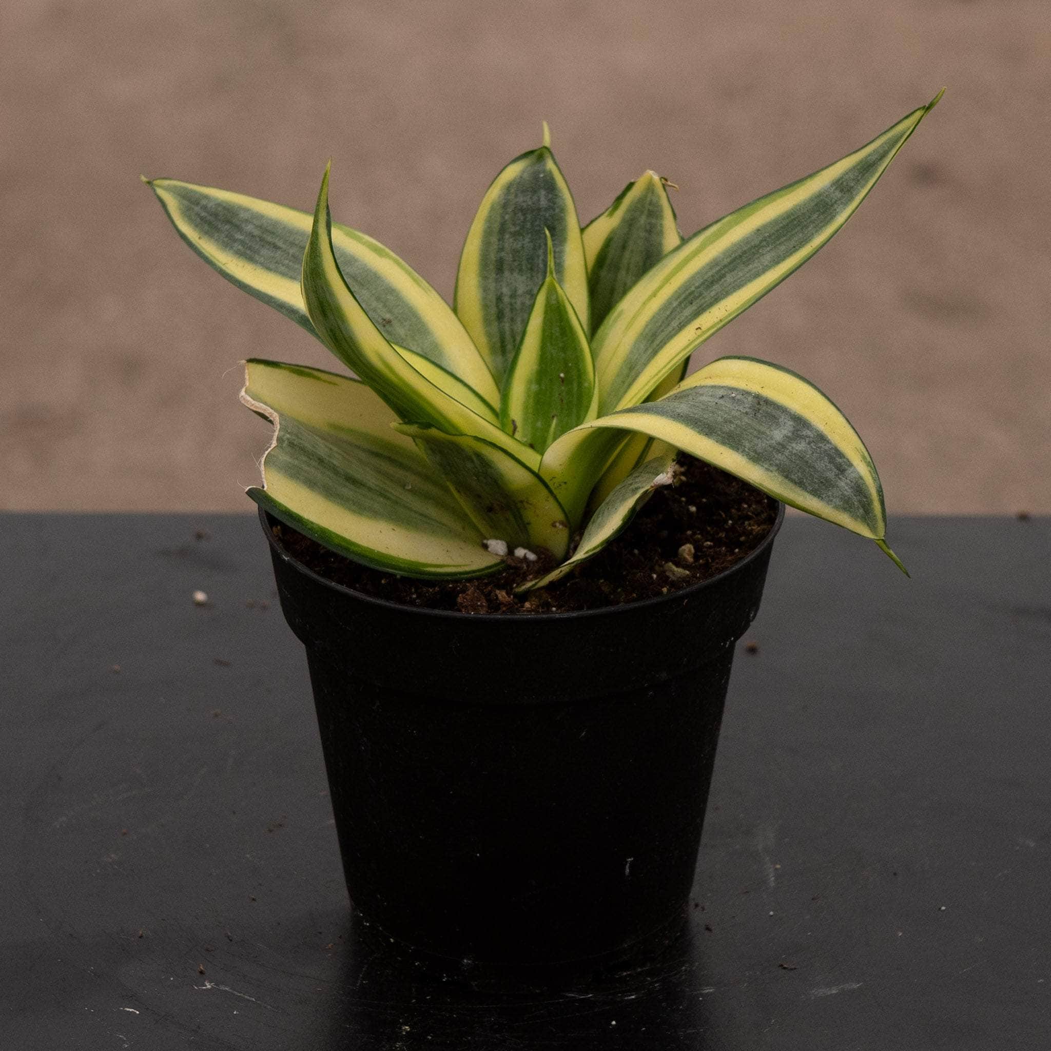 golden hahnii sansevieria Sansevieria trifasciata 'Golden Hahnii'