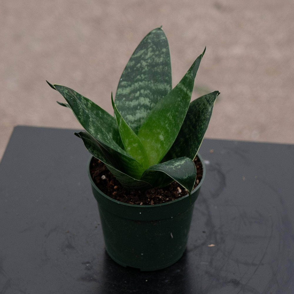 Gabriella Plants Sansevieria 4" Sansevieria trifasciata 'Hahnii Jade'