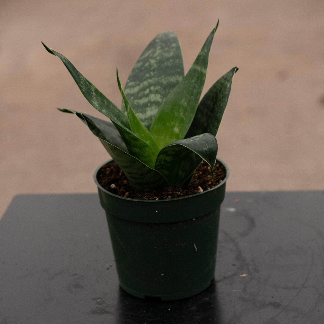 Gabriella Plants Sansevieria 4" Sansevieria trifasciata 'Hahnii Jade'