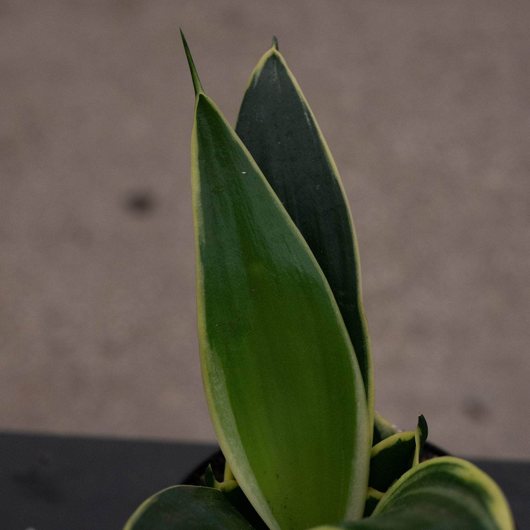 sansevieria lotus Sansevieria trifasciata 'Lotus Hahnii'