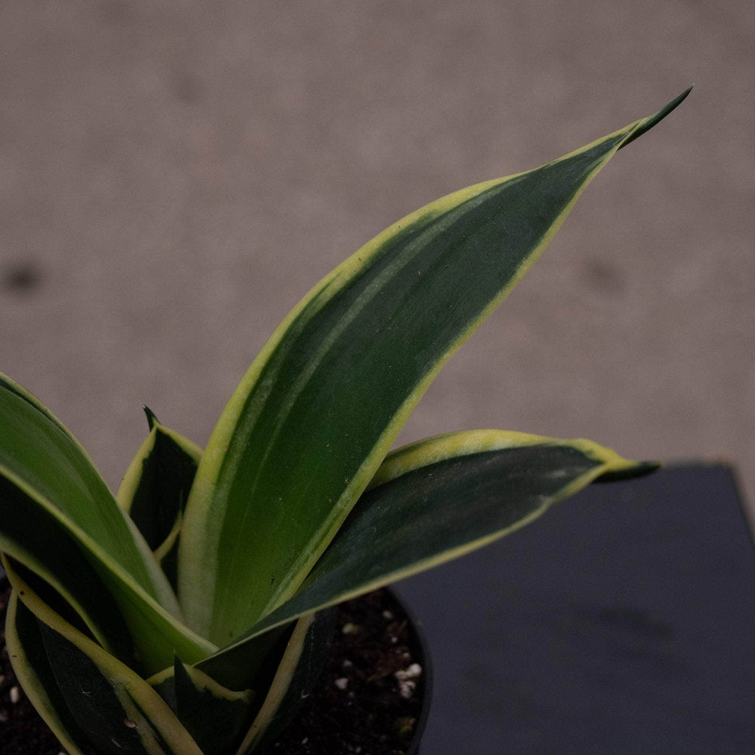 sansevieria lotus hahnii Sansevieria trifasciata 'Lotus Hahnii'