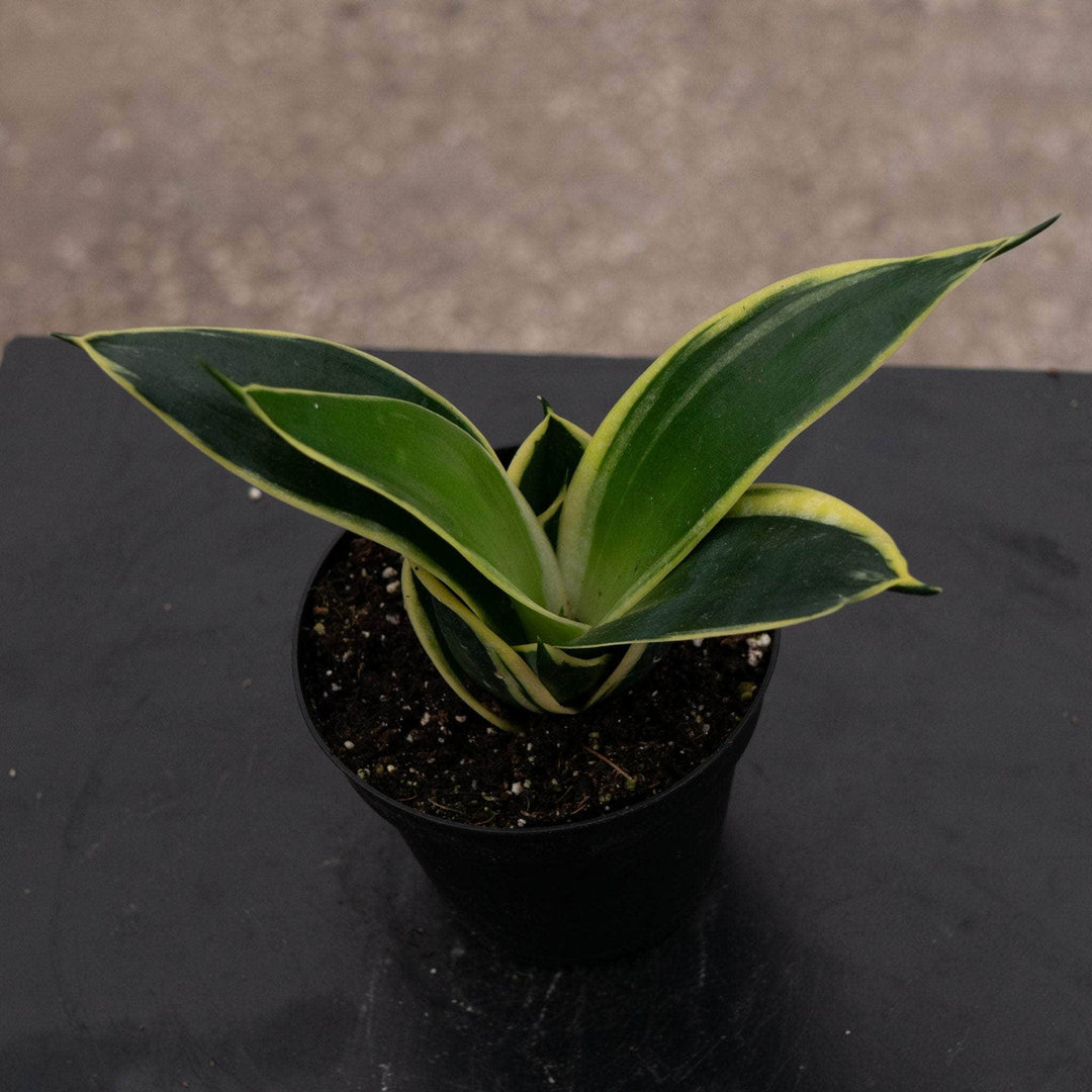 lotus snake plant Sansevieria trifasciata 'Lotus Hahnii'