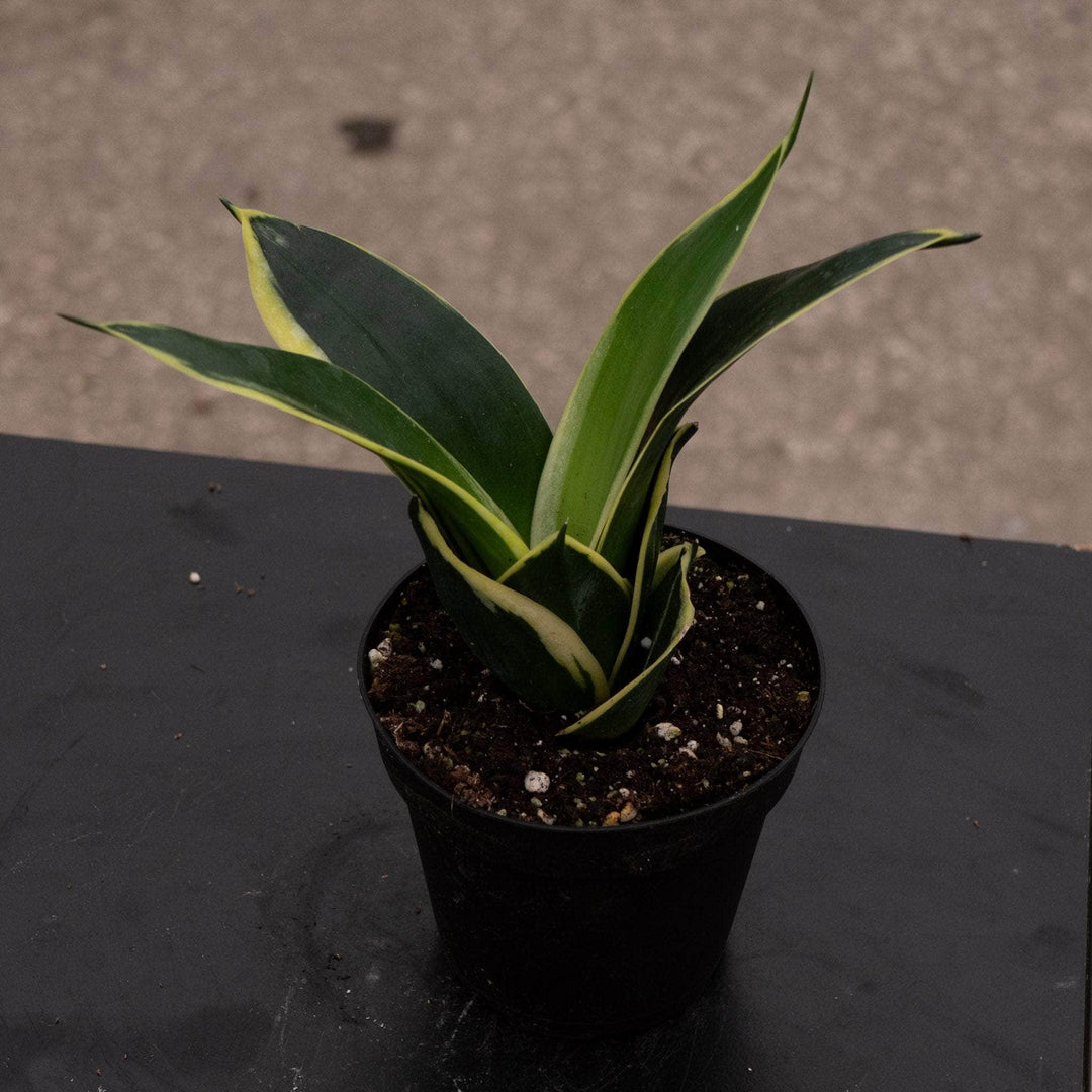 lotus snake plant Sansevieria trifasciata ‘Lotus Hahnii’