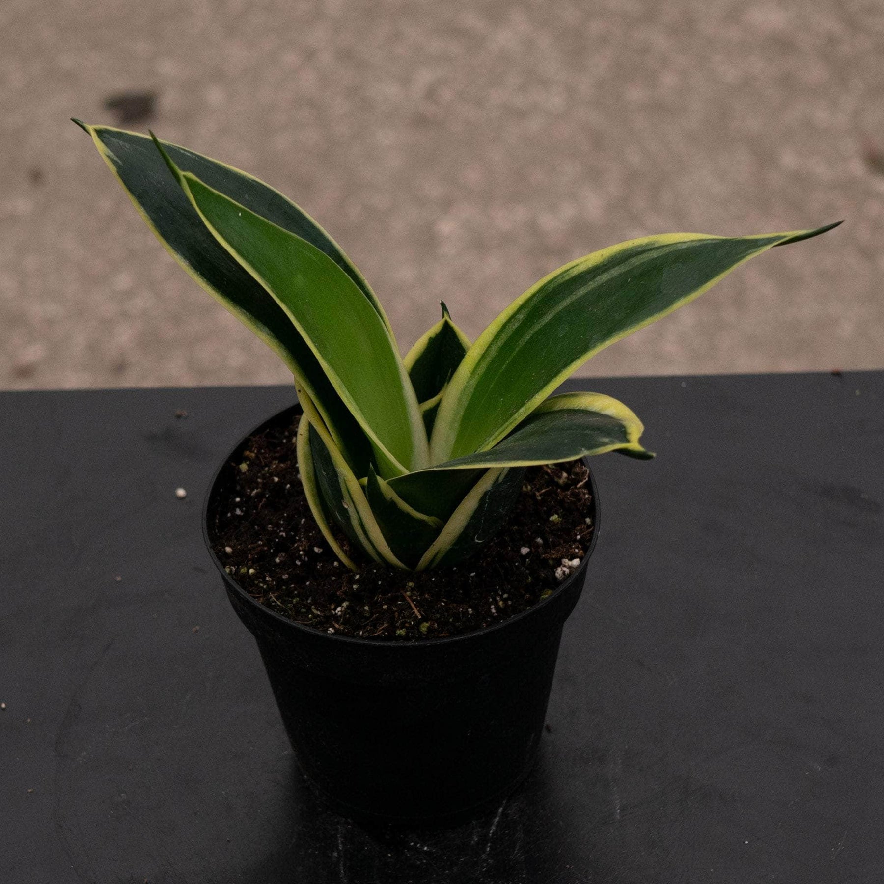 lotus snake plant Sansevieria trifasciata 'Lotus Hahnii'