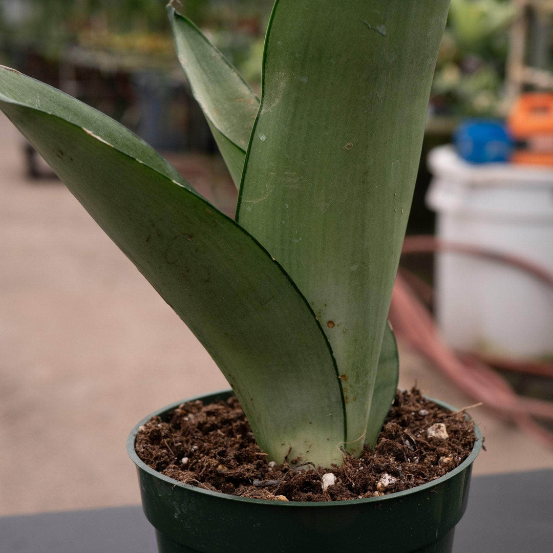 sansevieria moon glow Sansevieria trifasciata 'Moonshine'