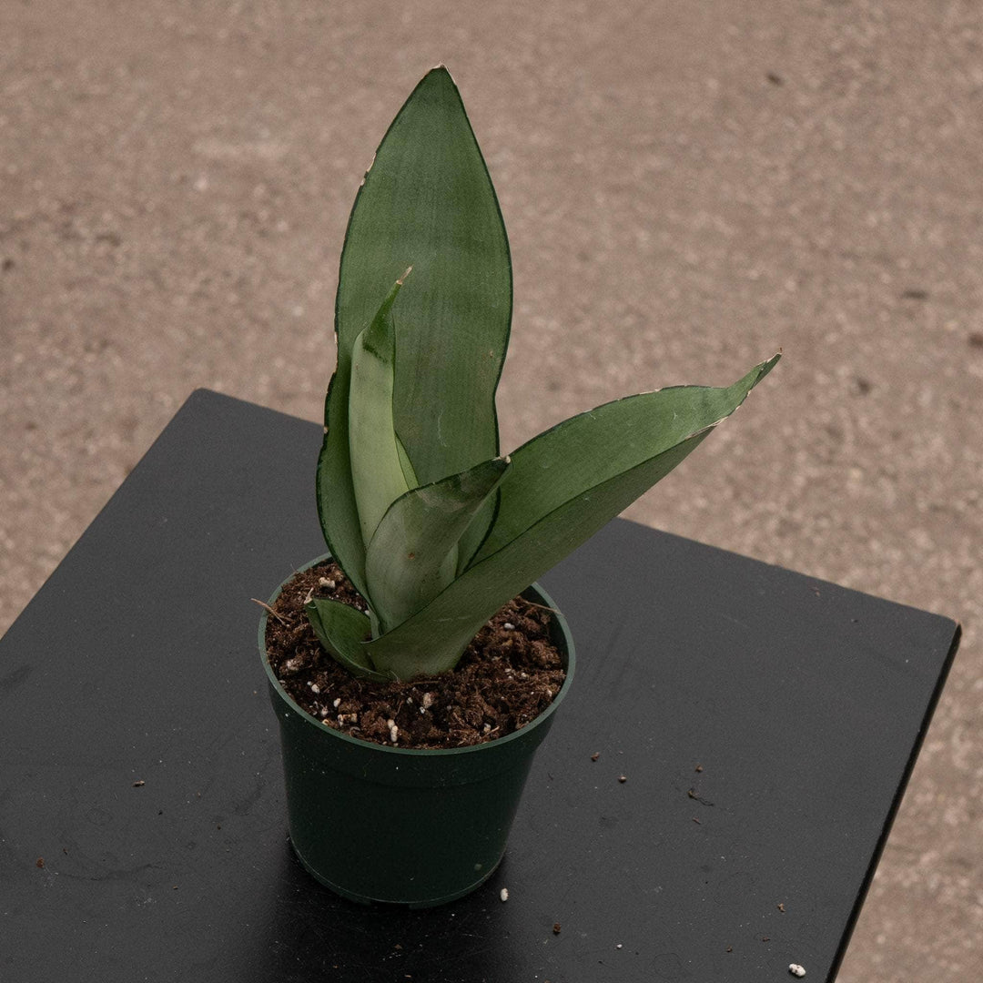 Gabriella Plants 4” Sansevieria trifasciata 'Moonshine'