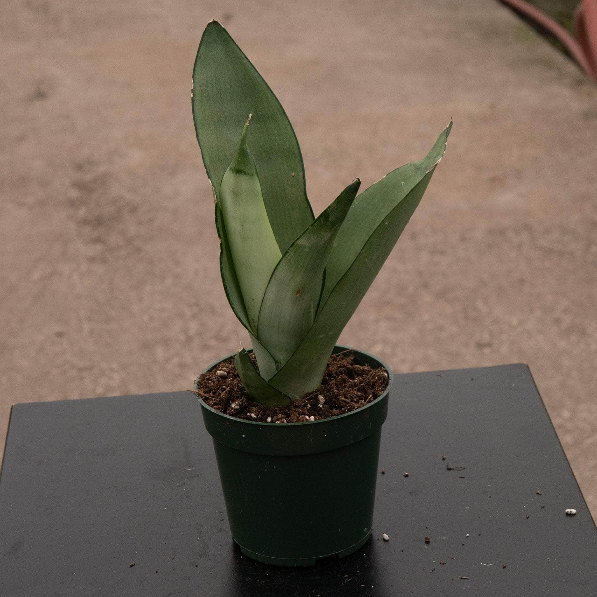Sansevieria trifasciata 'Moonshine'