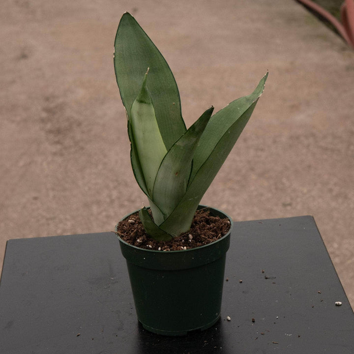 Gabriella Plants 4” Sansevieria trifasciata 'Moonshine'