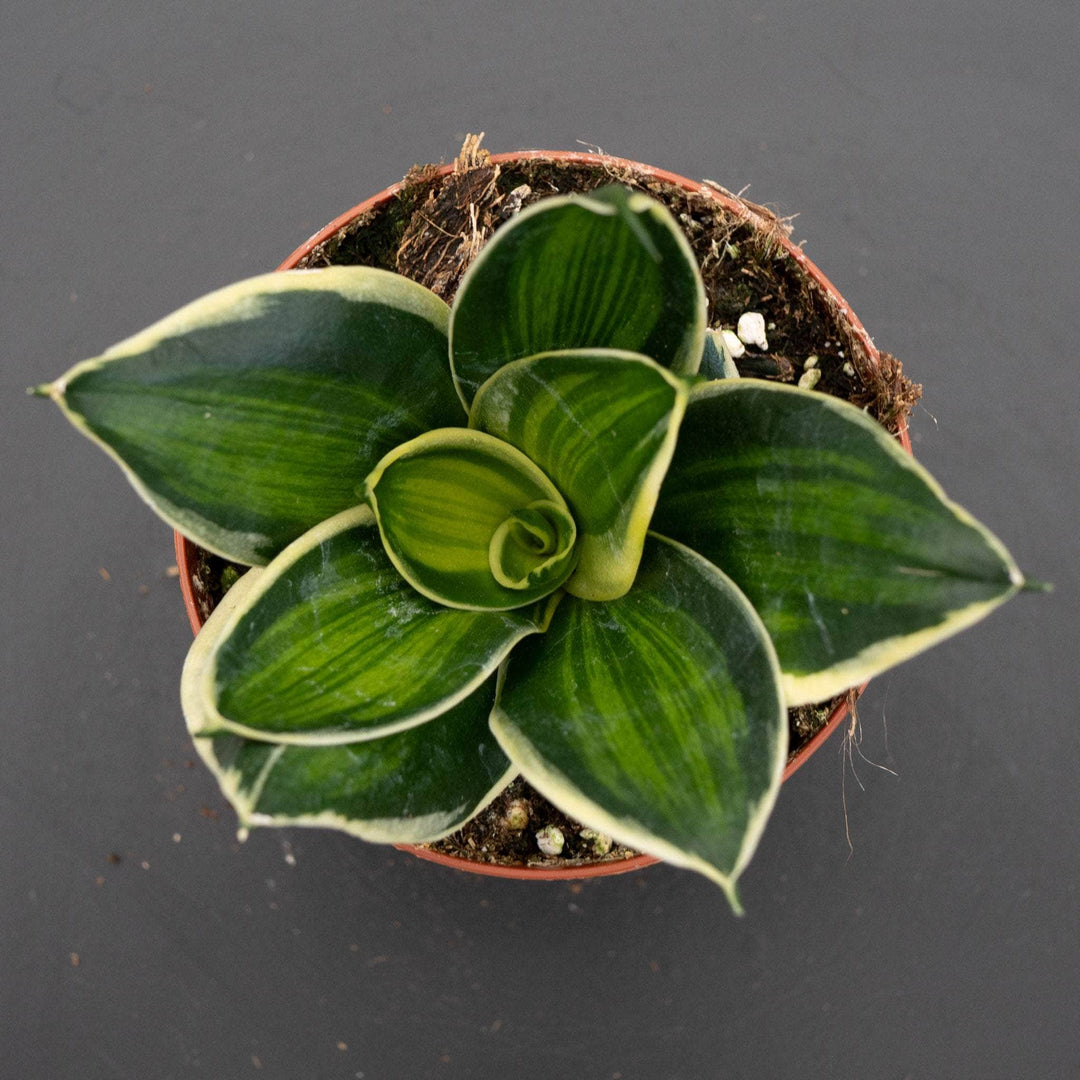 sansevieria stars and stripes Sansevieria trifasciata 'Stars & Stripes'