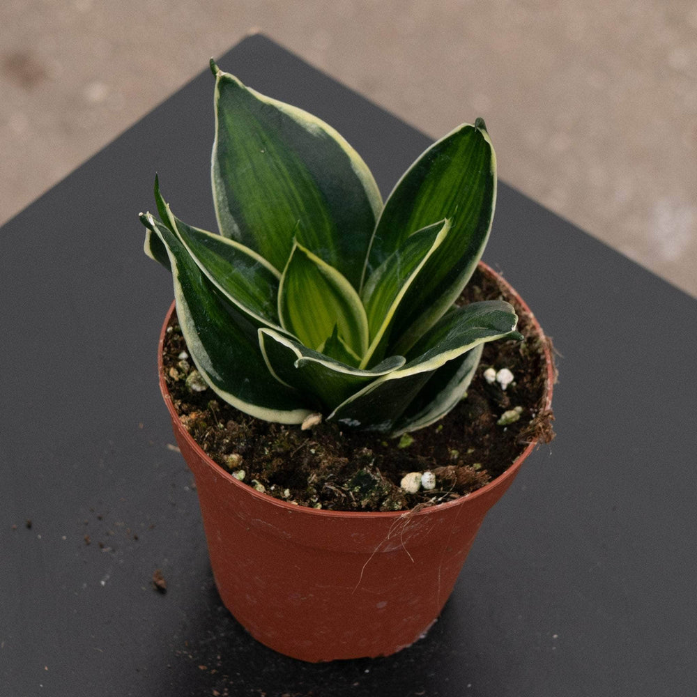 Gabriella Plants Sansevieria 4" Sansevieria trifasciata 'Stars & Stripes'