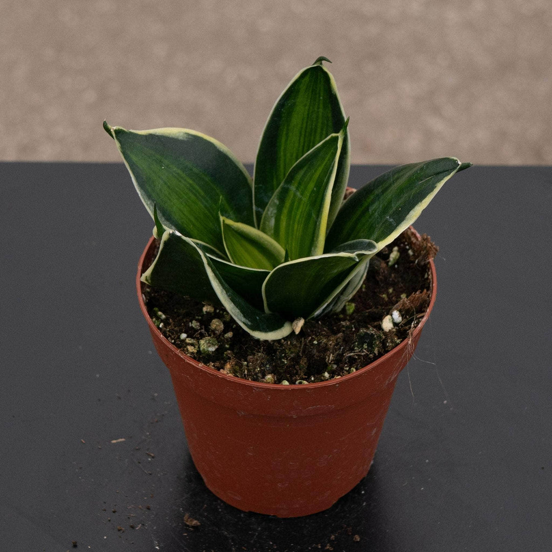 sansevieria trifasciata variegata Sansevieria trifasciata 'Stars & Stripes'