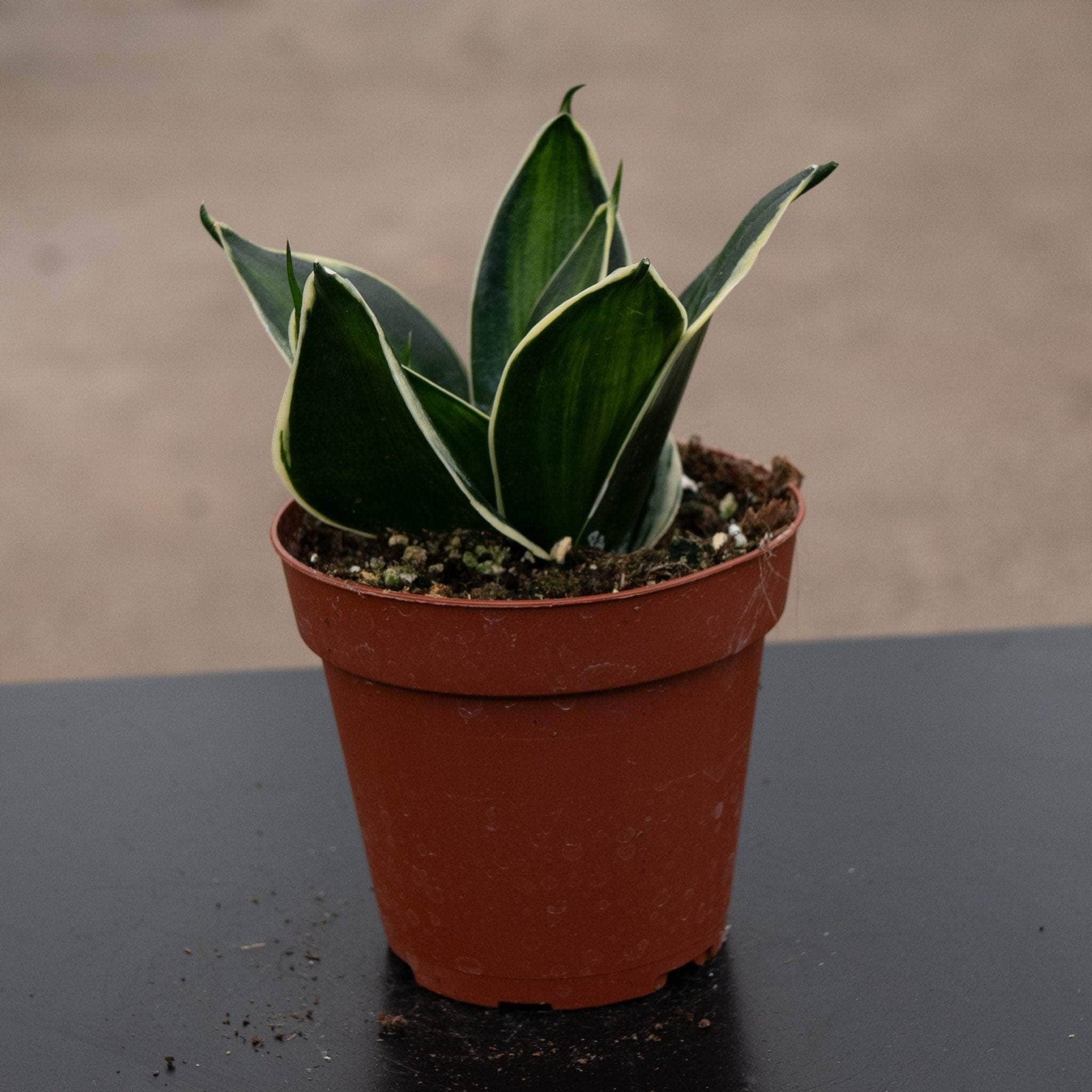 sansevieria stars and stripes Sansevieria trifasciata 'Stars & Stripes'