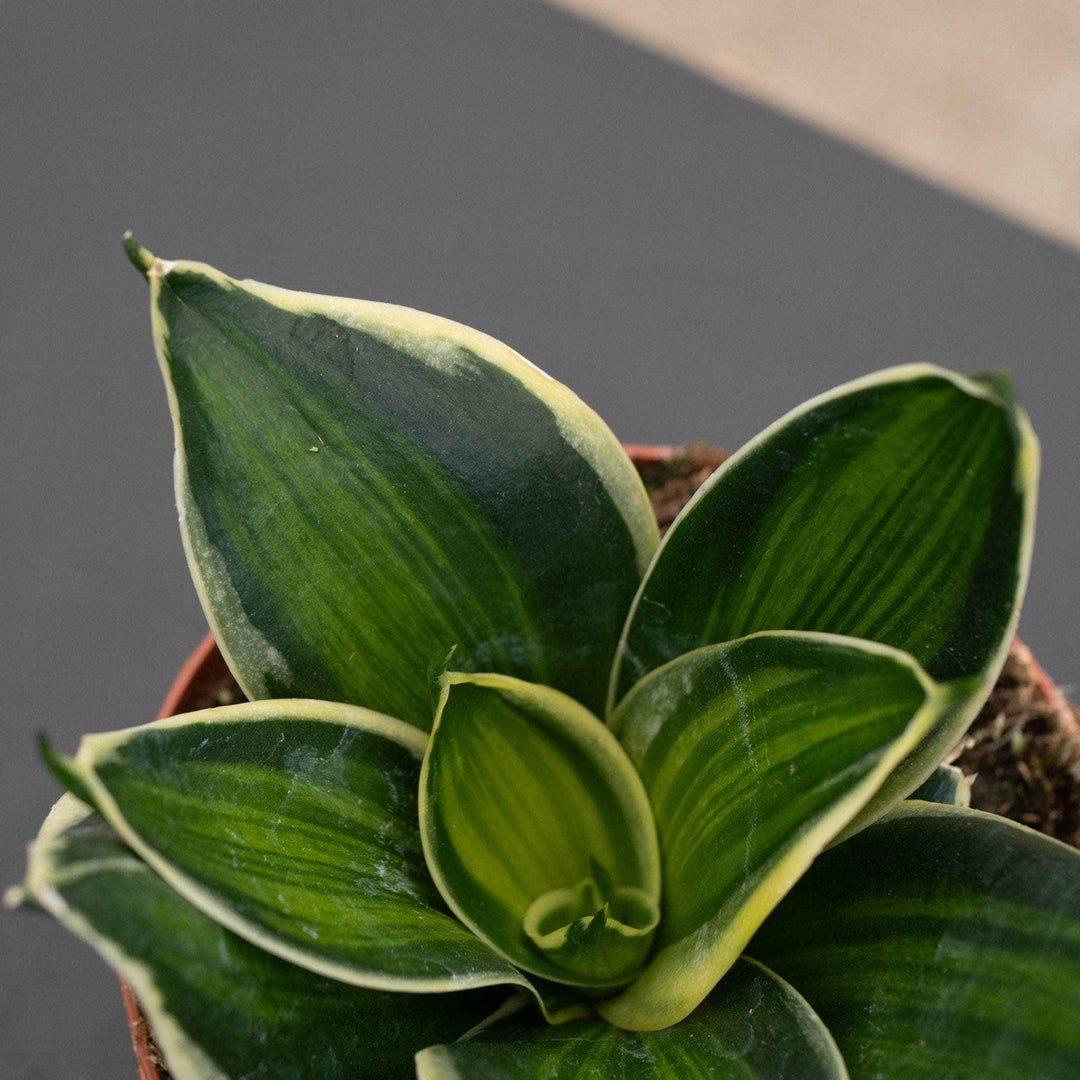 sansevieria grey stripe Sansevieria trifasciata 'Stars & Stripes'