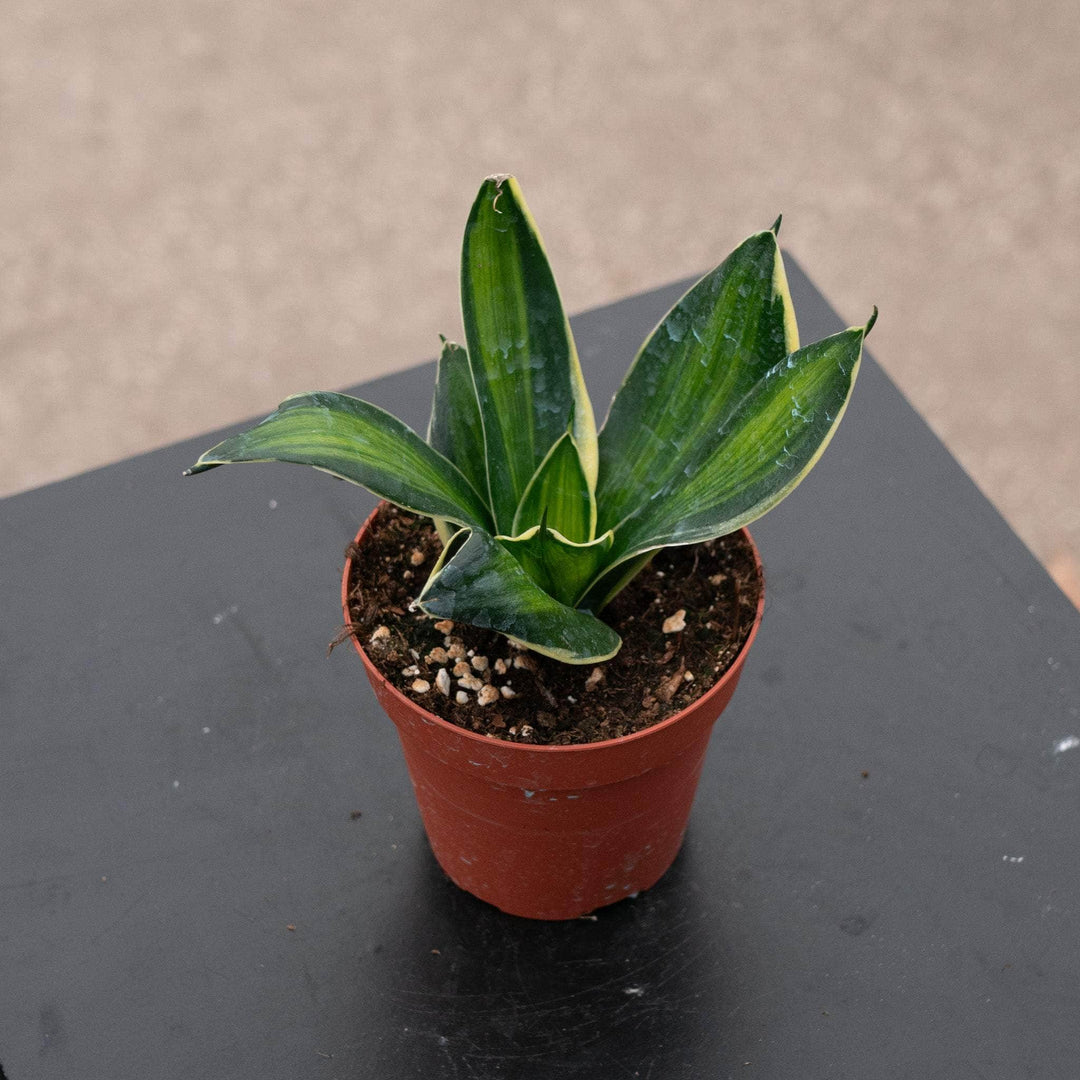 Gabriella Plants Sansevieria 4" Sansevieria trifasciata 'Stars & Stripes'