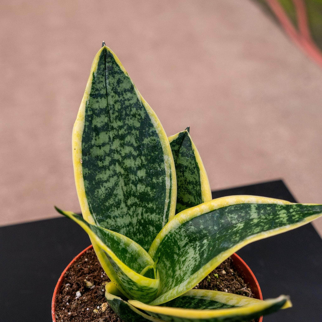 sansevieria sol Sansevieria 'Sunshine'