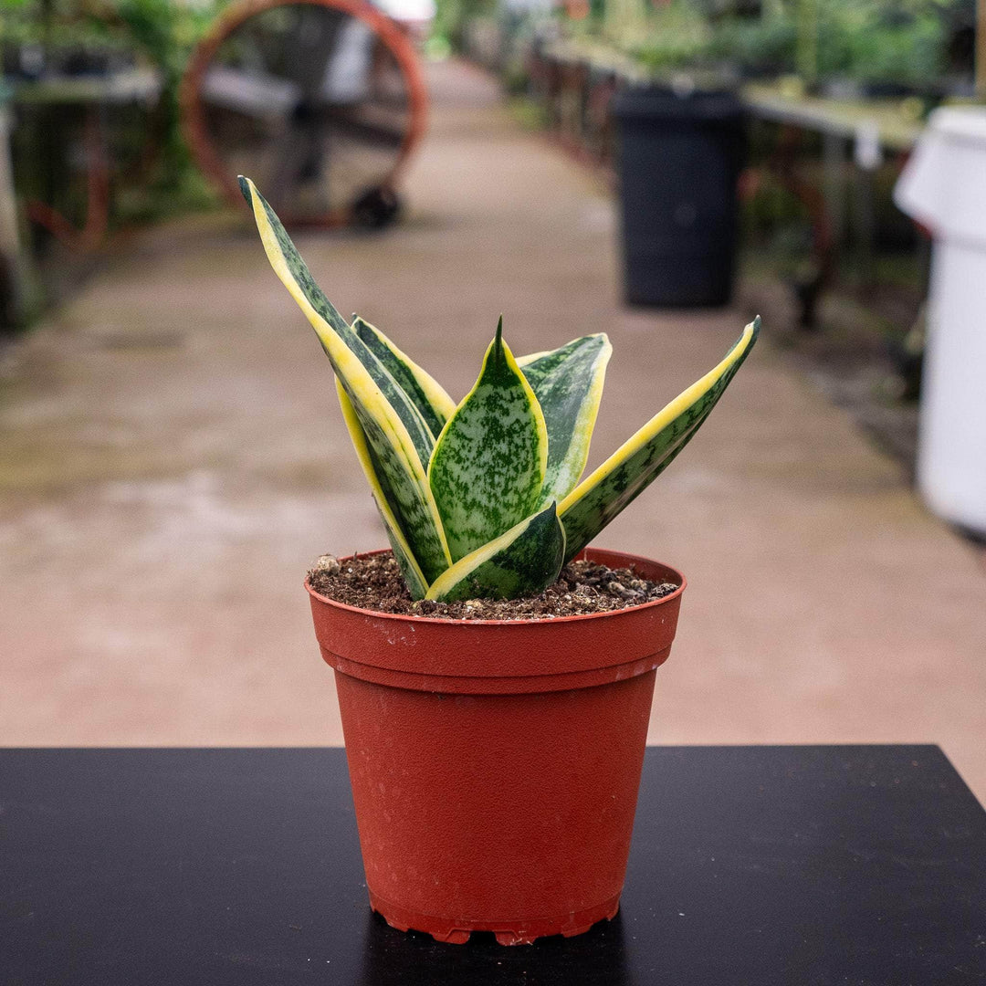 sansevieria sunrise Sansevieria 'Sunshine'