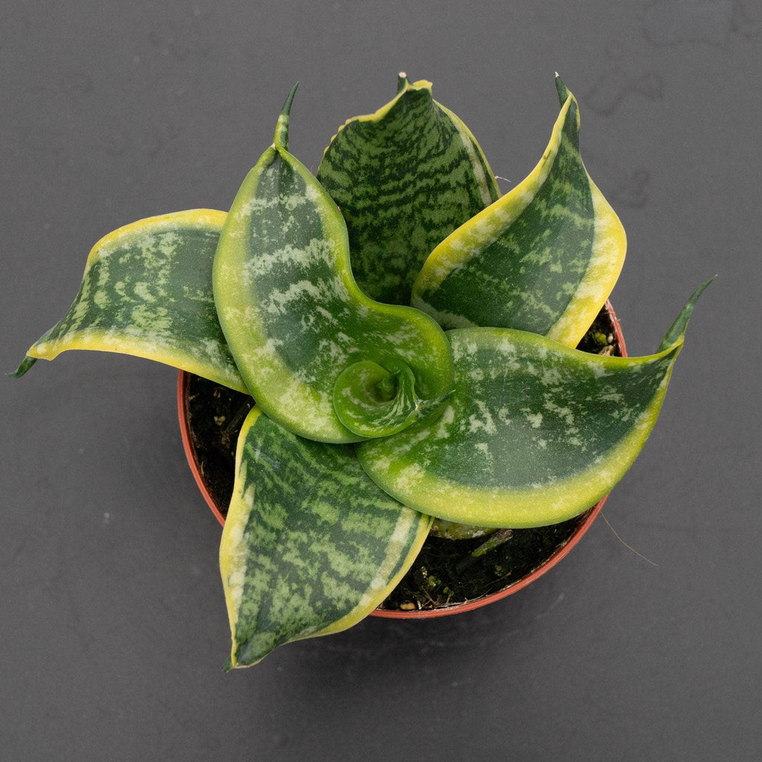 twister snake plant Sansevieria trifasciata 'Tornado'