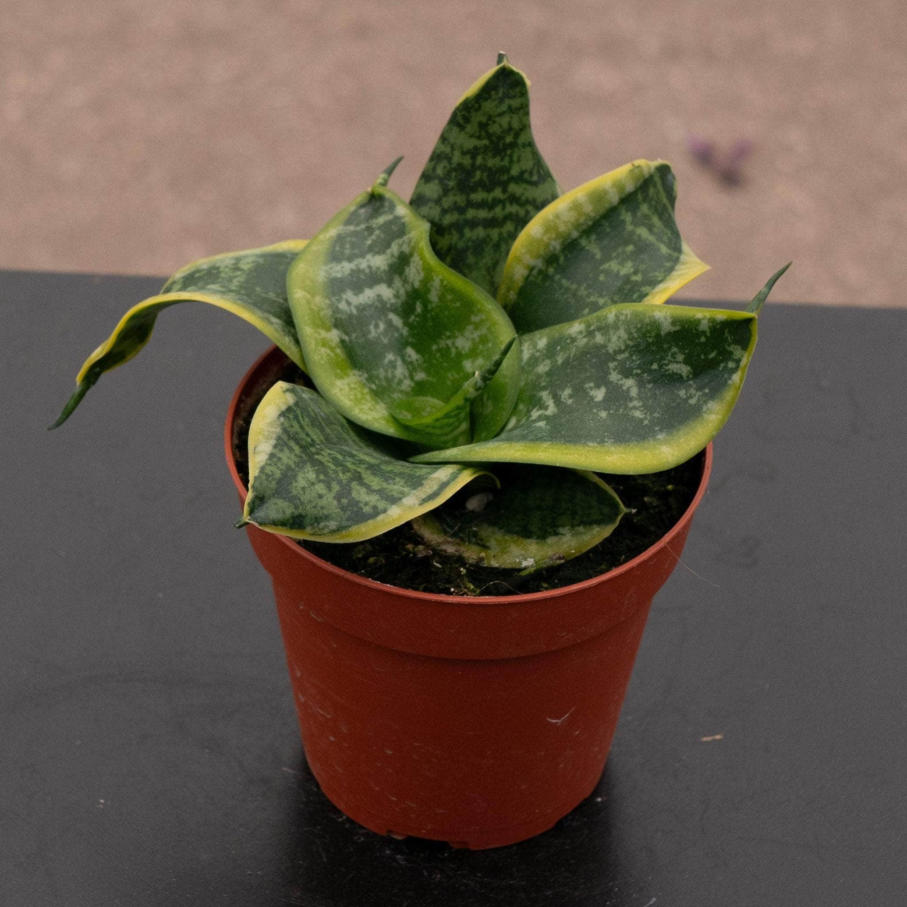sansevieria twister Sansevieria trifasciata 'Tornado'