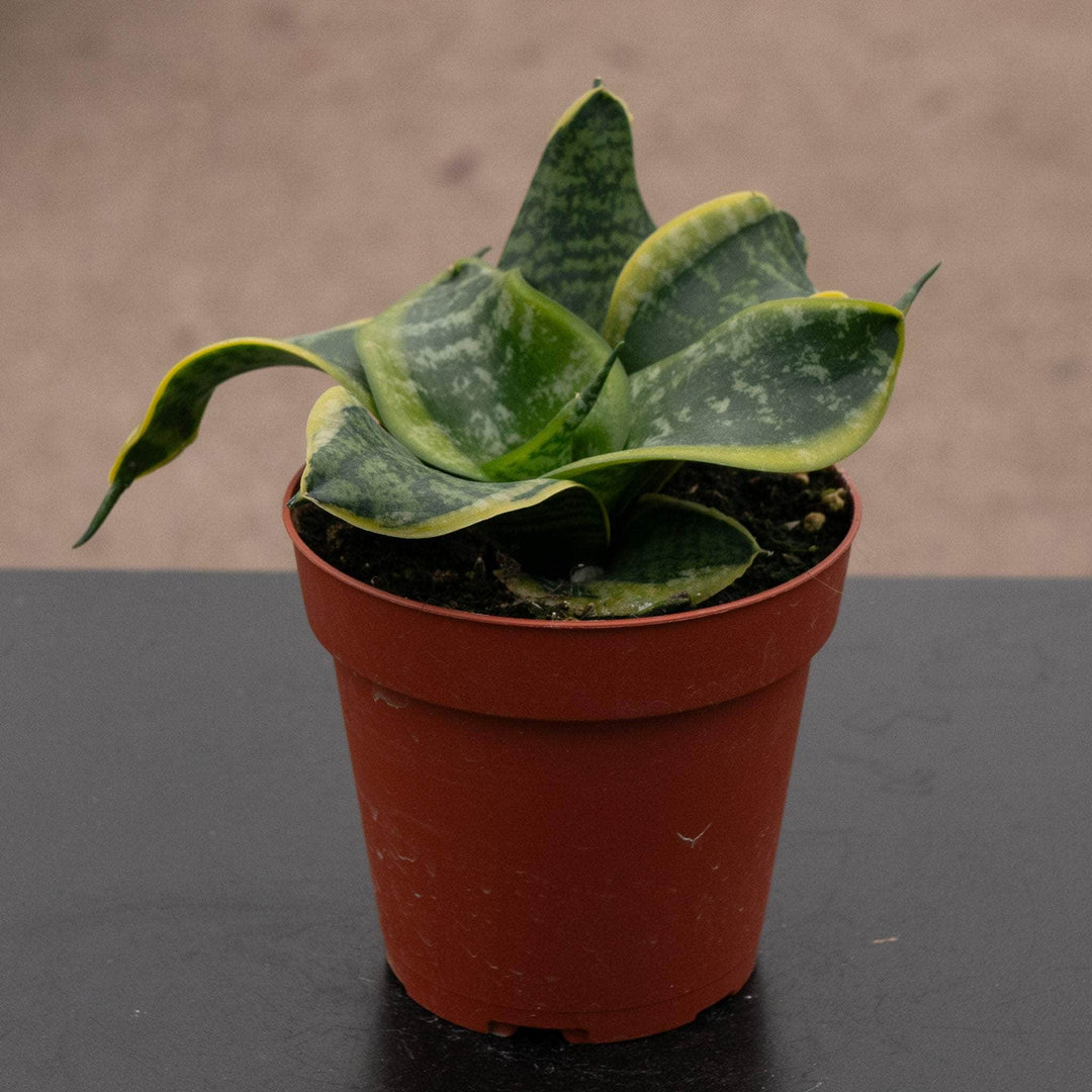 sansevieria sordida Sansevieria trifasciata 'Tornado'