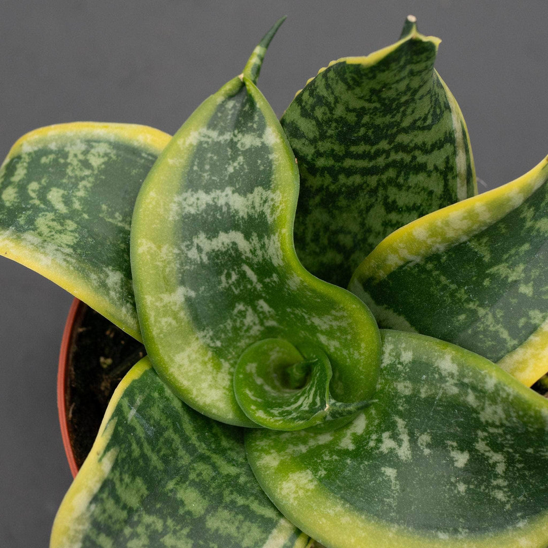 sansevieria san remo Sansevieria trifasciata 'Tornado'