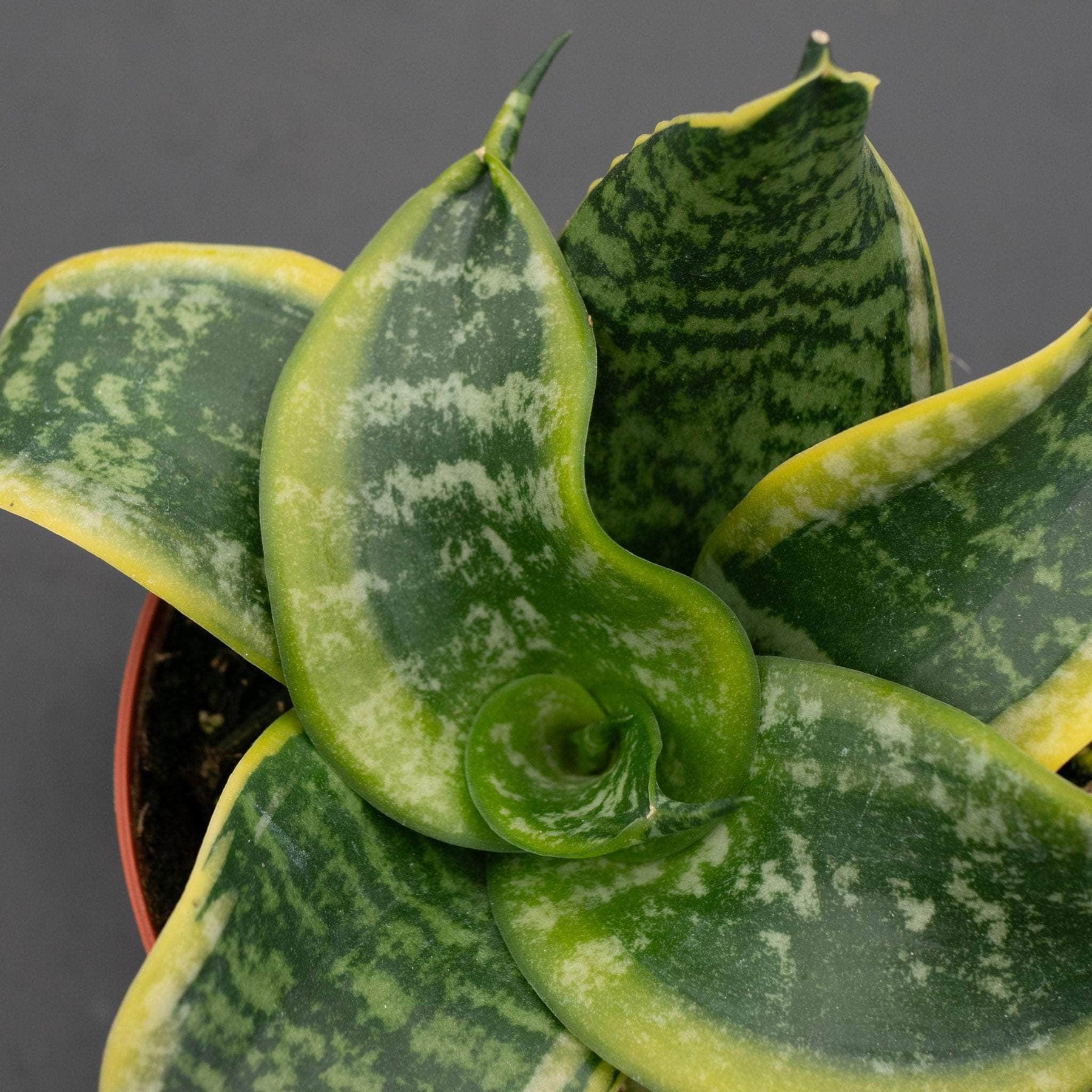 sansevieria twister Sansevieria trifasciata 'Tornado'