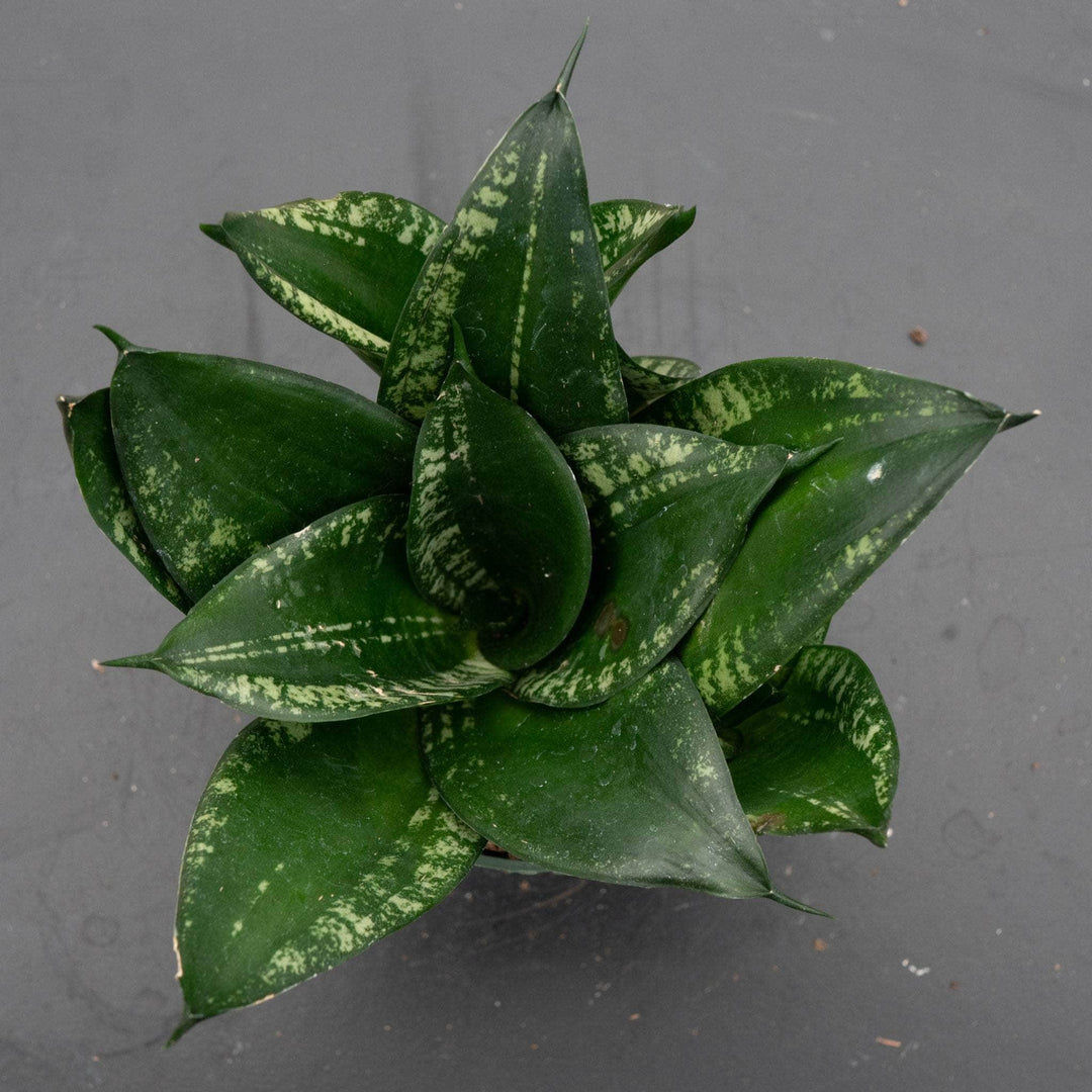 Gabriella Plants Sansevieria 4" Sansevieria trifasciata 'Whitney'