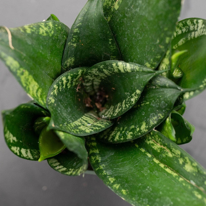 Gabriella Plants Sansevieria 4" Sansevieria trifasciata 'Whitney'
