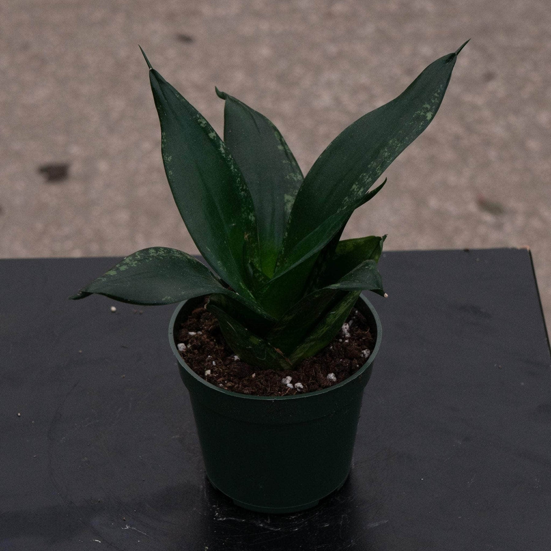 whitney snake plant Sansevieria trifasciata 'Whitney'