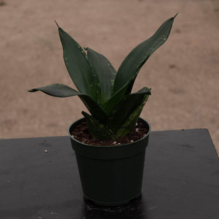 Gabriella Plants Sansevieria 4" Sansevieria trifasciata 'Whitney'