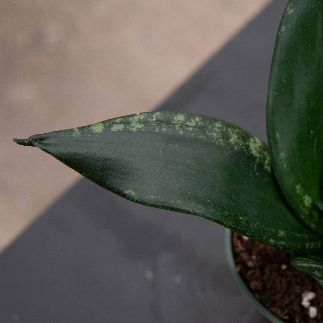 Gabriella Plants Sansevieria 4" Sansevieria trifasciata 'Whitney'