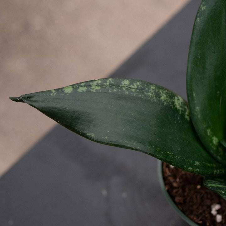 Gabriella Plants Sansevieria 4" Sansevieria trifasciata 'Whitney'